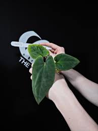 Image result for Heisteria zimmereri