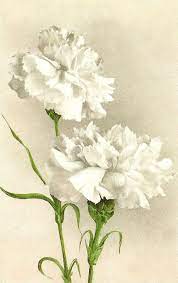 White Carnations Flower Painting Carnation Flower Vintage Flowers