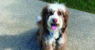 JN Readers Furry (and some not so furry) Friends