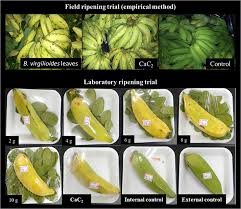 What desserts can you make with ripe bananas? Ripening Of Bananas Using Bowdichia Virgilioides Kunth Leaves Scientific Reports