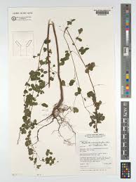 Image result for Phyllanthus nummulariifolius