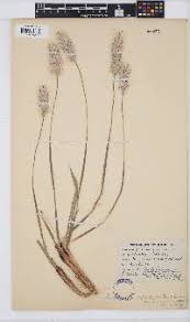 Image result for Hyparrhenia poecilotricha