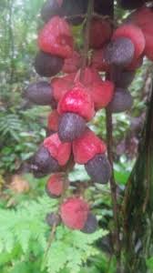 Image result for Pseudocalyx saccatus