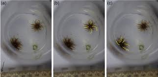 Application Of A Behavioural And Biochemical Endpoint In Ecotoxicity Testing With Exaiptasia Pallida Sciencedirect Using the model system aiptasia (strain cc7, sensu exaiptasia pallida), we obtained aiptasia culture and dna/rna extraction.
