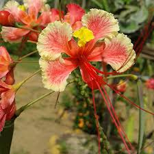 5 out of 5 stars. Caesalpinia Pulcherrima Pride Of Barbados Seeds Del Mundo