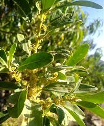 Image result for Clutia