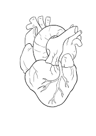 Isible to clean up your drawing of the human heart. Simple Drawing Of A Human Heart Novocom Top