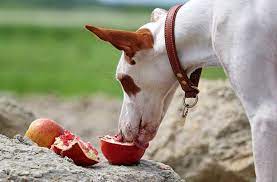 Maybe you would like to learn more about one of these? Can Dogs Eat Pomegranate Pros Cons 3 Best Treat Recipes