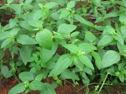 Image result for Acmella