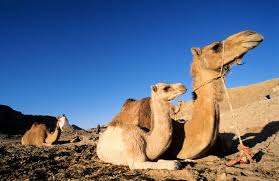 Camel riding in egypt is one of the touristy things you have to do when visiting the pyramids in giza.information and tips for riding a camel in they said there is more to egypt than pyramids and sand. Dive Center Swiss Inn Resort Dahab Egypt Extra Divers Worldwide