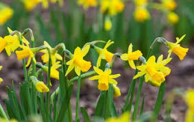 Buy Narcissus Tete A Tete Bulbs Miniature Daffodils Sarah Raven In 2020 Narcissus Garden Bulbs Tiny Plants