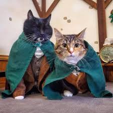 Xbox gamerpics funny gamer cool custom gamerpic 1080 anime xboxone megathread cj pooh winnie permalink embed award give save. Cat Cosplay Of The Feline Variety