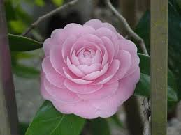 Tsubaki Camelia March Japan Flowers Camellia Flower Japanese Flowers