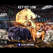 Profile for KEY PIT LOW