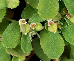 Image result for Euphorbia lividiflora