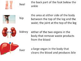 Body parts aroung the chest. Human Body Parts Online Presentation