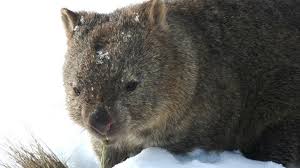 Wombats sind die einzigen tiere auf der welt, die würfelförmigen kot ausscheiden. Ratsel Gelost So Entsteht Der Wurfel Kot Von Wombats Br24