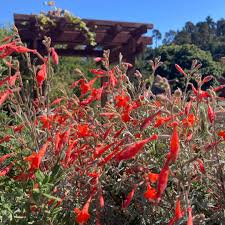 Image result for Epilobium salignum