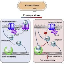 Exploring the context of renewable energy and zero carbon. Detecting Envelope Stress By Monitoring B Barrel Assembly Cell