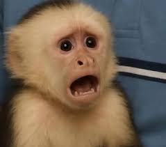 Destiny 2 characters