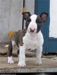 Omgggggggggg Adorable Bull Terriers 3 Bull Terrier Mini Bull Terriers Bull Terrier Puppy