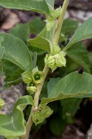 Image result for Withania somnifera