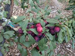 Maybe you would like to learn more about one of these? Oh The Mistakes I Ve Made Not Thinning Enough Fruit From A Plum Tree Greg Alder S Yard Posts Southern California Food Gardening