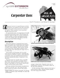 Carpenter bees are a similar size to bumble bees, but the upper surface of their abdomen is bare and shiny black. Pdf Carpenter Bees