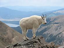 Can you tell me what this is. Mountain Goat Wikipedia