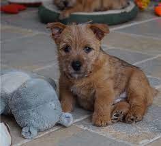 The norfolk terrier and the norwich terrier are closely related, although they do have a few key housetraining is not difficult as long as the norwich puppy is taken out on a regular schedule. Norwich Terrier Info Temperament Puppies Pictures