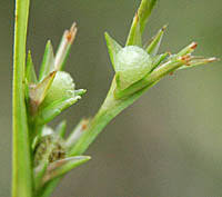 Image result for Scleria mikawana