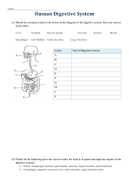 The purpose of these questions is to activate prior. What Is The Correct Order Of Organs Through The Digestive System