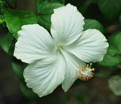 Daun tanaman iler memiliki bentuk bulat yang ujungnya meruncing. Khasiat Daun Bunga Raya Nurul Aqidah Sn00401 Superstokis Sabah Mhamsb Konsultan Produk Mhamsb 017 216 5484