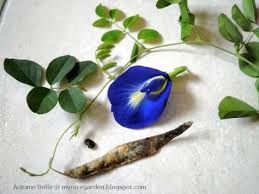 Butterfly Pea Clitoria Ternatea Butterfly Pea Flower Butterfly Pea Pea Flower