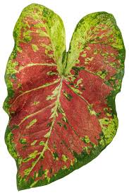 Heart To Heart Mesmerized Sun Or Shade Caladium Caladium Hortulanum Proven Winners In 2020 Foliage Plants Caladium Shade Flowers