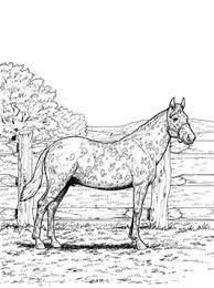 Een kleurplaat van een paard. Kids N Fun 63 Kleurplaten Van Paarden