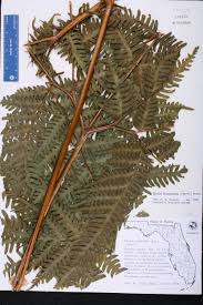 Image result for Pteris tripartita