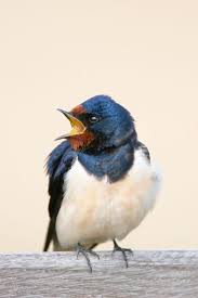 Img 7898 By Nigel Pye Earth Beautiful Birds Animals Earth