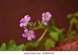 Image result for Oxalis latifolia