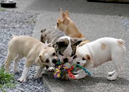 Apply to the latest jobs near you. How Much Do French Bulldogs Cost Royal French