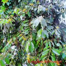 Image result for Grewia mollis