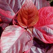 Image result for Acalypha sonderiana