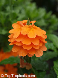 Image result for Crossandra mucronata