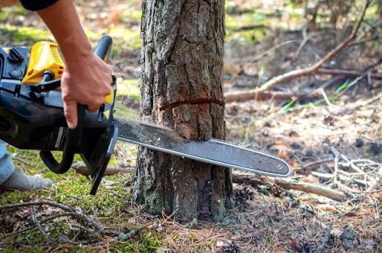 Tree removal service in Hyderabad