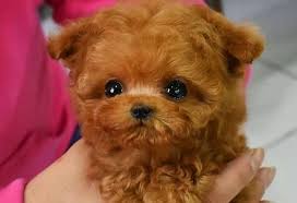 Check spelling or type a new query. Why The Tiny Teacup Poodle Is The Perfect Pal K9 Web