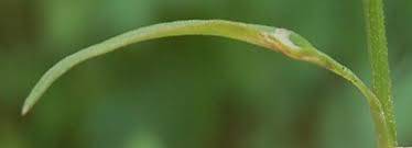 Image result for Scrobipalpula diffluella