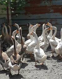 Tafsir mimpi menggendong kucing dan versi erek ereknya. 3 Arti Mimpi Mendapat Telur Angsa Menemukan Dan Melihat Telur Angsa Menetas Idnfarmers