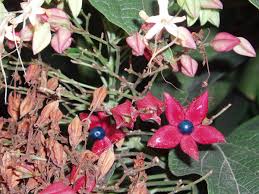 Image result for Clerodendrum buchneri