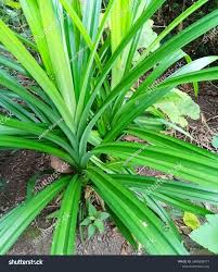 Image result for Pandanaceae