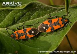 Southeast louisiana tends to stay warm most of the year and experiences a milder winter than other areas of the country. Greater Baton Rouge Pest Control Association Home Facebook